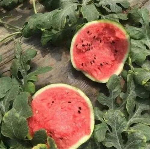 吃一个麒麟瓜,麒麟瓜的神奇魅力