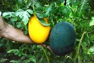 瓜娃子吃白莲,一场趣味横生的美食之旅