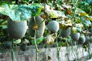 瓜娃子吃白莲,一场趣味横生的美食之旅