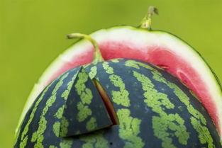 吃啥瓜吃籽儿能减肥,轻松享受美食，健康瘦身两不误