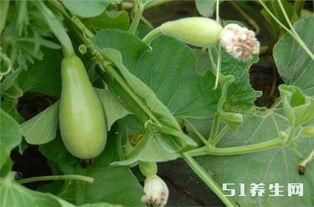 长期吃小白瓜好吗,长期食用小白瓜的健康益处解析