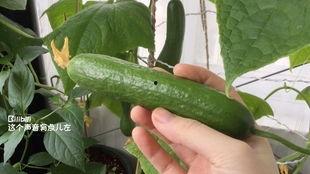 做梦摘小白瓜吃