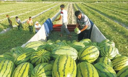 看视频top汾阳吃瓜,一场别开生面的“吃瓜”之旅